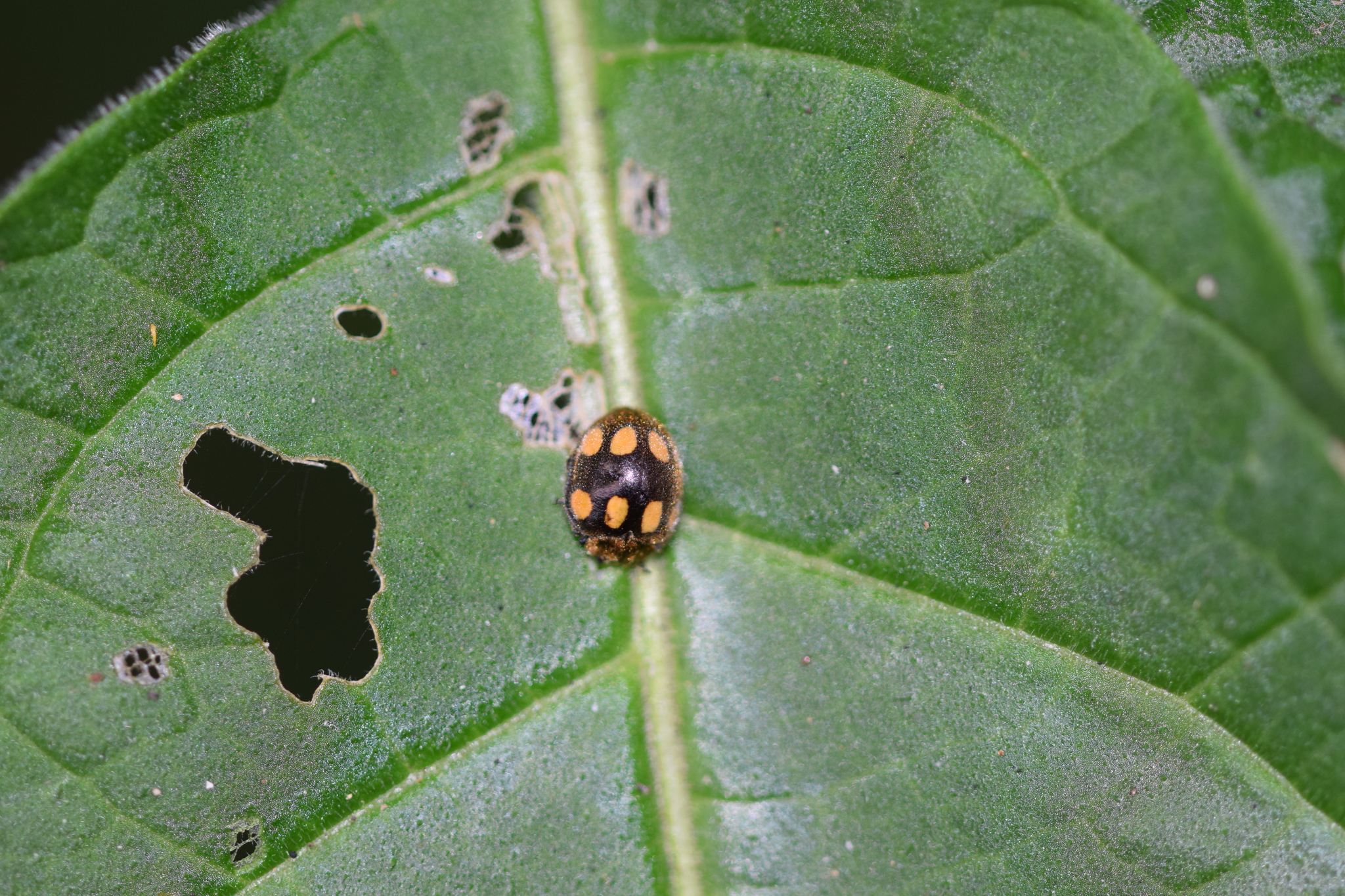 Coccinellidae image