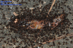 Pristomyrmex punctatus
