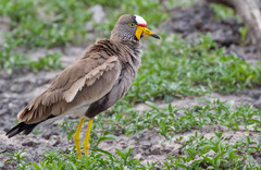 African Wattled Lapwing photo 2