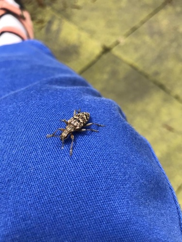 Ribbed Pine Borer, Stationsstraat, Wageningen, Gelderland, NL, photo 7 of 10
