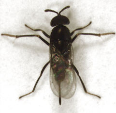 Coccidoctonus psyllae