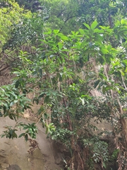 Ficus virens sublanceolata