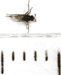 Coccidoctonus psyllae