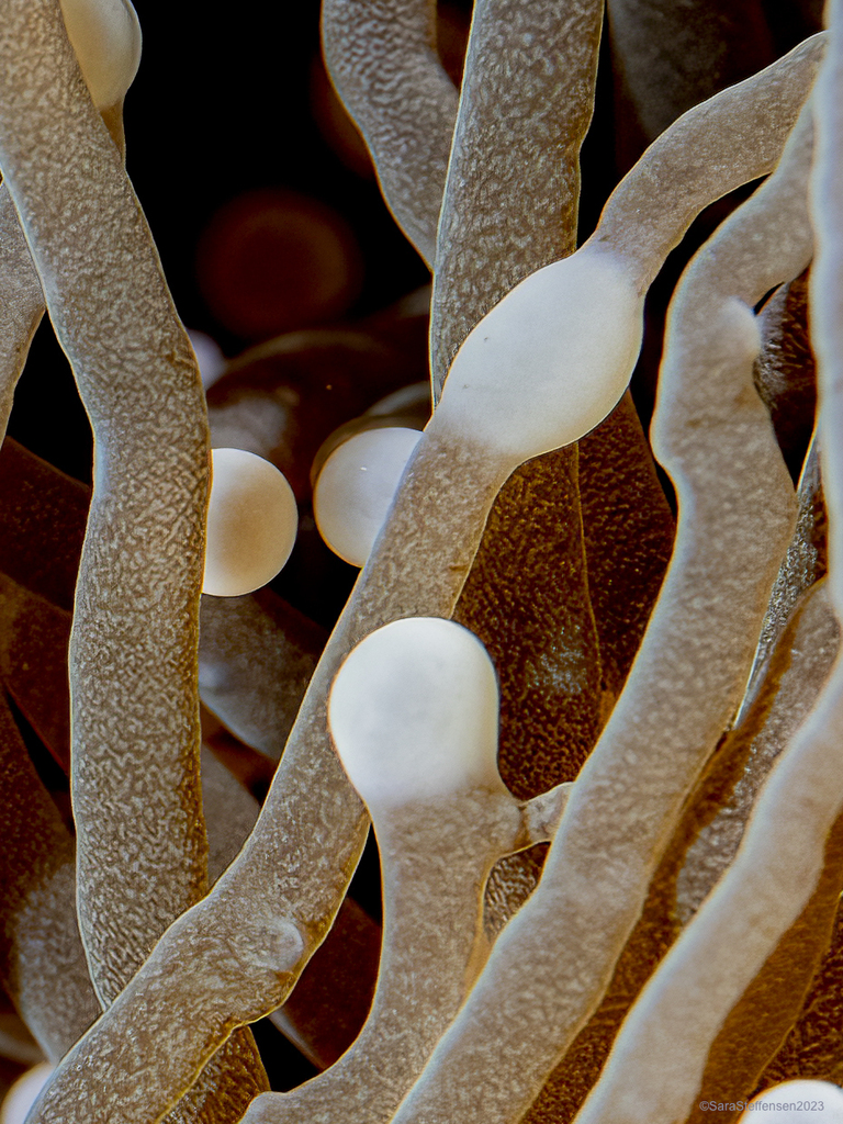 Photo of Torch coral (Euphyllia glabrescens)