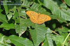 Argynnis sagana