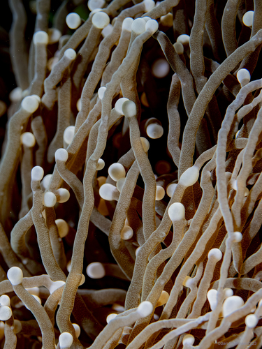Photo of Torch coral (Euphyllia glabrescens)