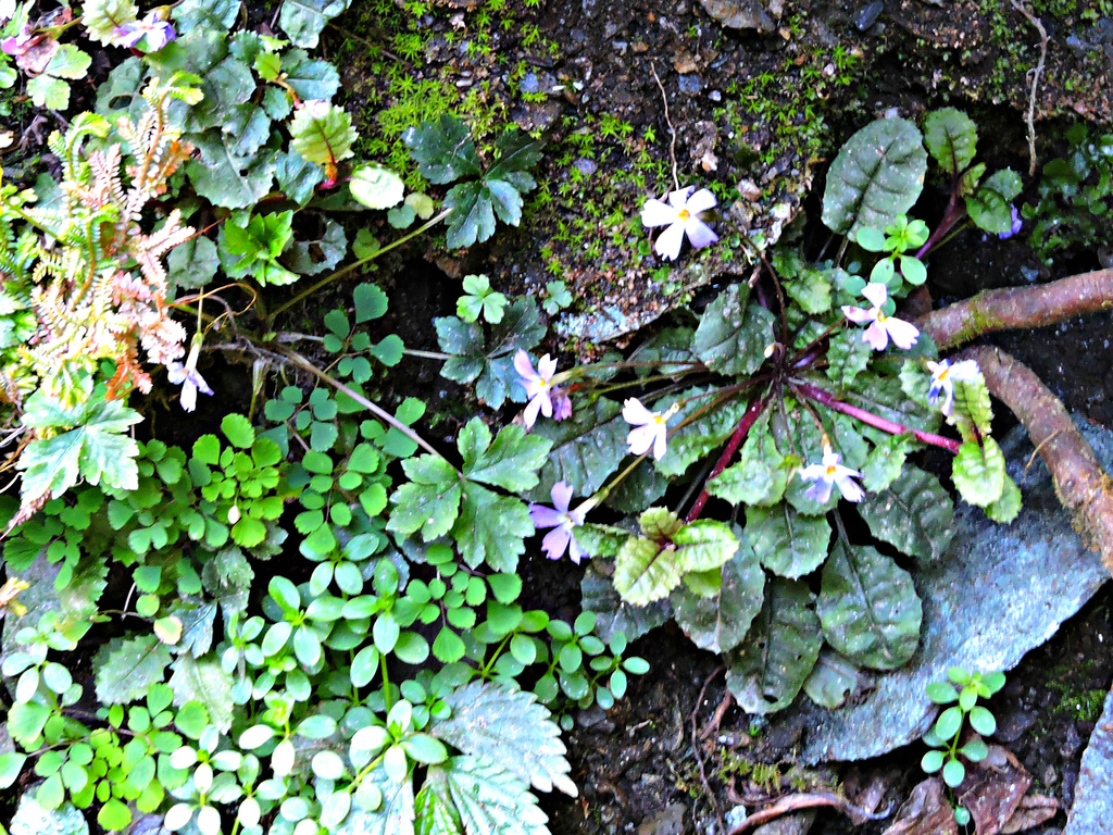 Primula boothii