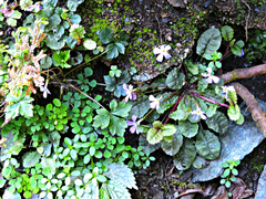 Primula boothii repens