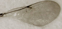 Coccidoctonus psyllae