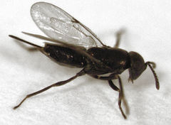Coccidoctonus psyllae
