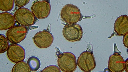 Bluebell rust