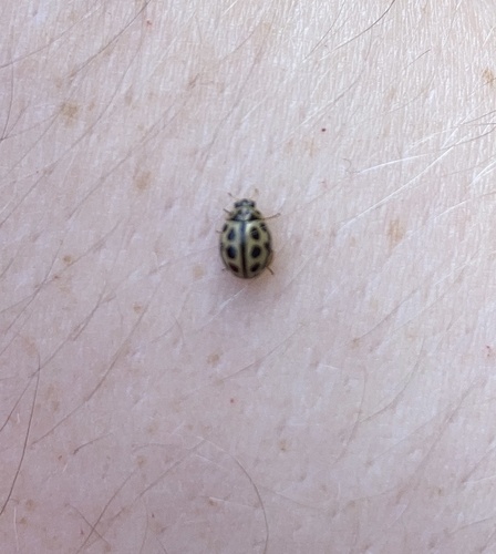 16-spot Ladybird, Zetstee, Annen, Drenthe, NL, photo 8 of 10