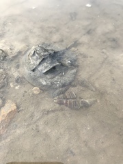 Tachypleus tridentatus