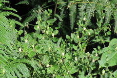 Salpichroa origanifolia image