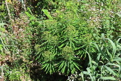 Euphorbia mellifera image