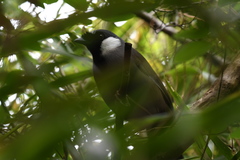 Pterorhinus chinensis