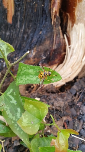 Yellow-backed Giant
