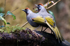 Silver-Eared Laughingthrush photo 4