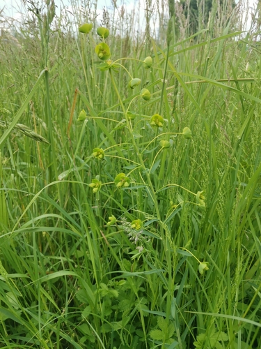 mliečnik prútnatý (Euphorbia virgata)
