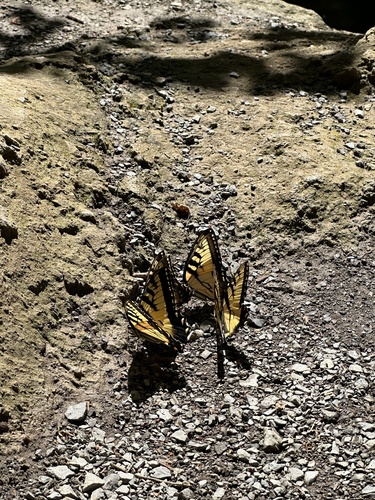 Appalachian Tiger Swallowtail photo 4
