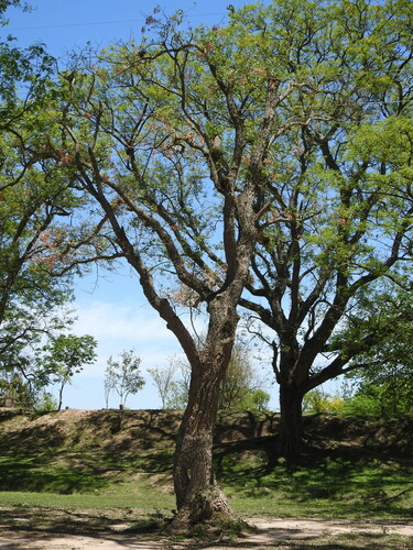 Image of Erythrina mulungu by (c) Eduardo Luis Beltrocco, some rights reserved (CC BY)