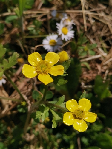 iskerník sardínsky (Ranunculus sardous)