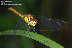 Sympetrum parvulum