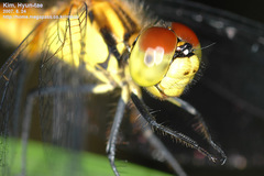 Sympetrum parvulum