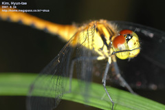 Sympetrum parvulum