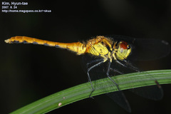 Sympetrum parvulum