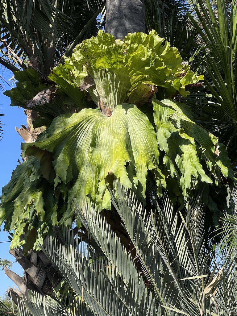 Platycerium bifurcatum shield frond and antler fronds
