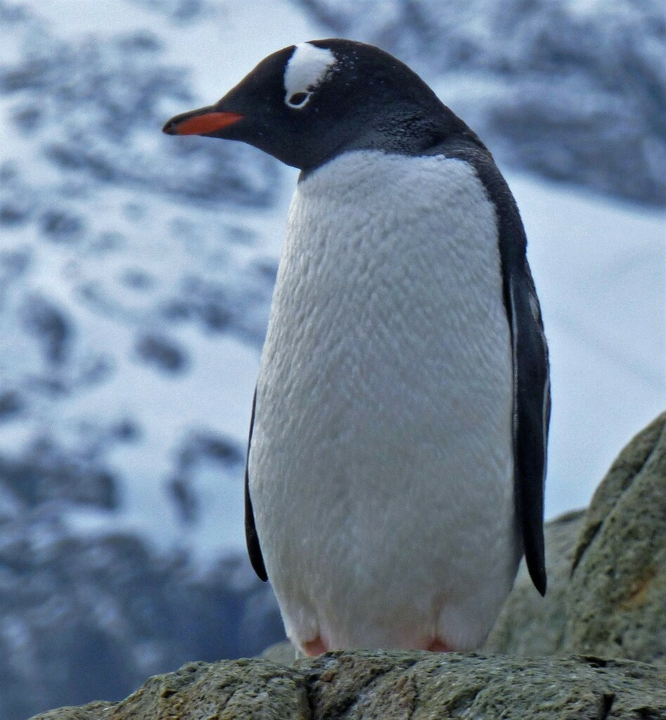 Gentoo penguin standing on a rock, with white head patch and orange bill