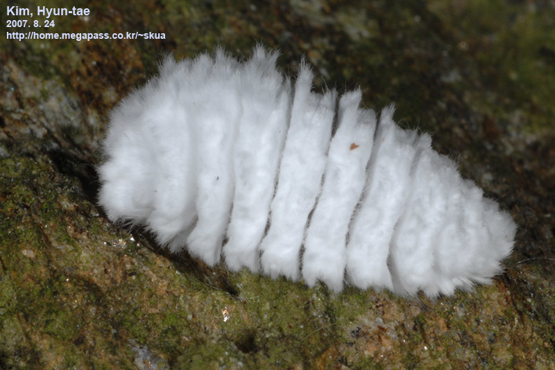 Epipomponia