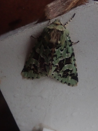 Comstock's Sallow photo 4