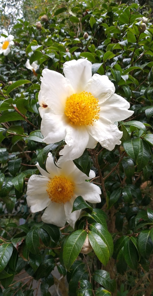 Grantham's camellia