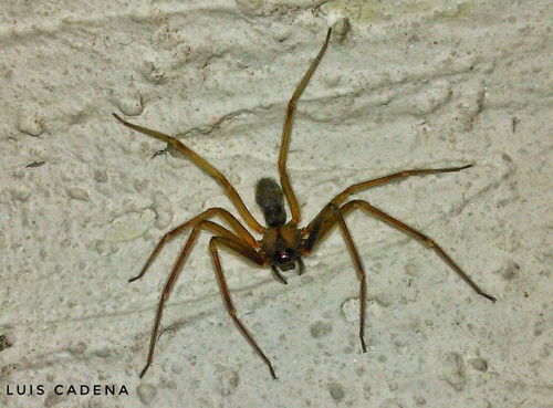 Loxosceles misteca