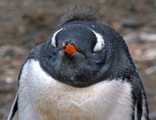 Gentoo Penguin
