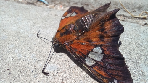 Myscelus santhilarius