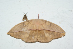 Lonomia electra
