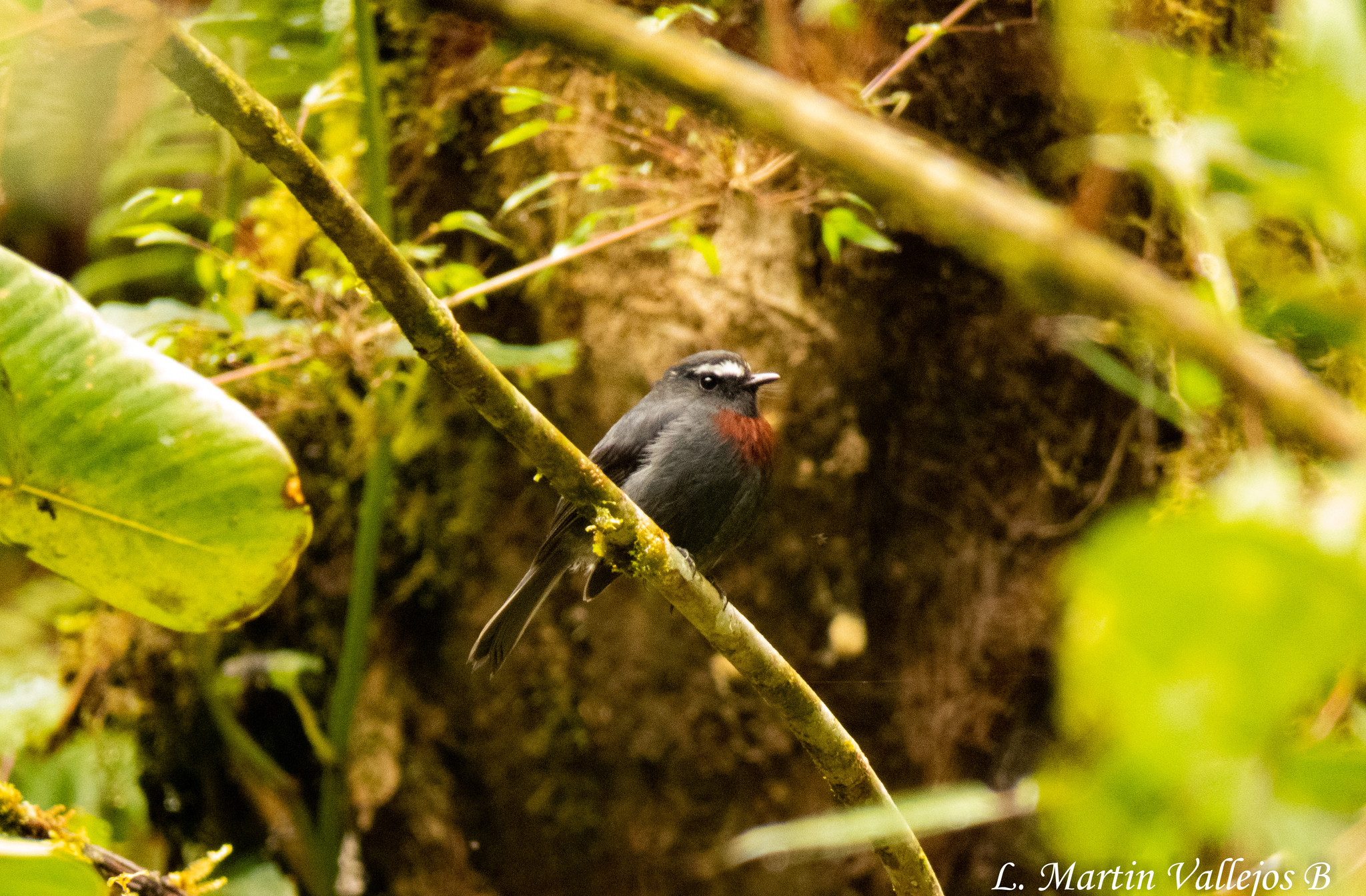 Maroon-belted Chat-Tyrant (Ochthoeca thoracica), photo 6