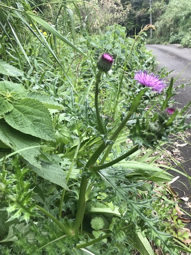 Image of Cardo Japonés (Cirsium japonicum) by no rights reserved