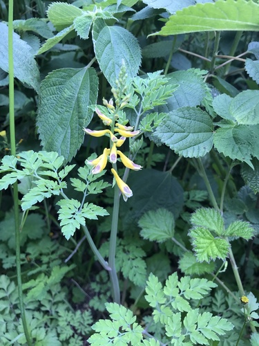 Corydalis heterocarpa iNat (2)
