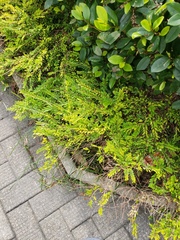 Phyllanthus myrtifolius