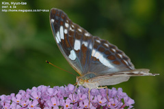 Argynnis sagana