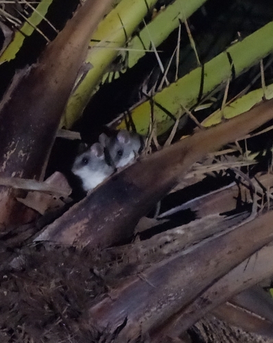 Black-tailed Thallomys