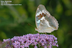 Argynnis sagana