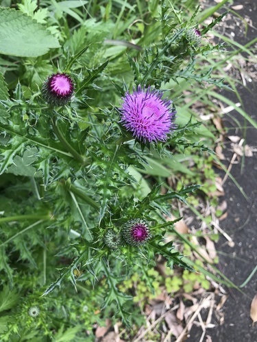 Image of Cardo Japonés (Cirsium japonicum) by no rights reserved