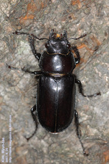 Prismognathus dauricus