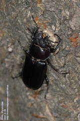 Prismognathus dauricus