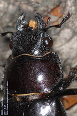 Prismognathus dauricus